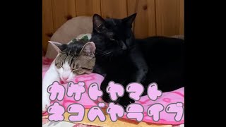 【猫】かげとやまと猫部屋　見守り配信　Cat live streaming