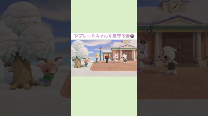 【あつ森】アデレードちゃんを見守る会🐨【Animal Crossing / ゲーム実況】#shorts #あつ森 #ゲーム実況 #animalcrossing #ACNH