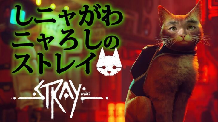 ＃４　STRAY 仕切り直し