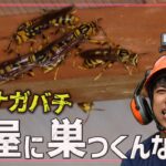 【衝撃】ゲーム実況部屋に大量のアシナガバチが！ハチの巣駆除するまで編集できねえｗ