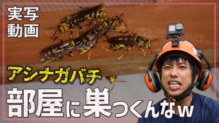 【衝撃】ゲーム実況部屋に大量のアシナガバチが！ハチの巣駆除するまで編集できねえｗ