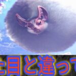 【MHW】空飛ぶ空気大砲‼️VS浮空竜パオウルムー‼️【ゲーム実況】