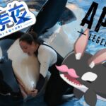 叫んでなんぼだよな！ APEX ゲーム ライブ 配信中 初見 さん 大歓迎 ! !🌊🌊🌊