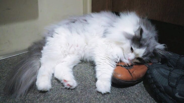 猫が飼い主の「靴」を枕にしてしまいました。