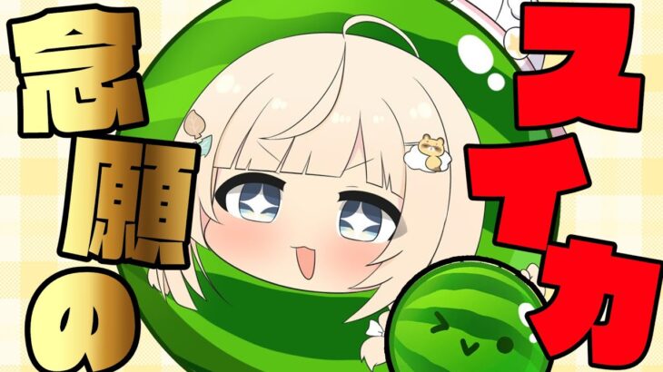 【スイカゲーム】はじめての🔰スイカ🍉あそぶぞおおお！！【風真いろは/ホロライブ】