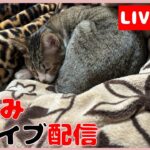 猫とゲームとおっさんと 猫ライブ配信