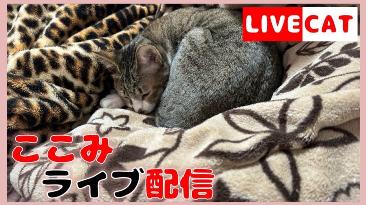 猫とゲームとおっさんと 猫ライブ配信