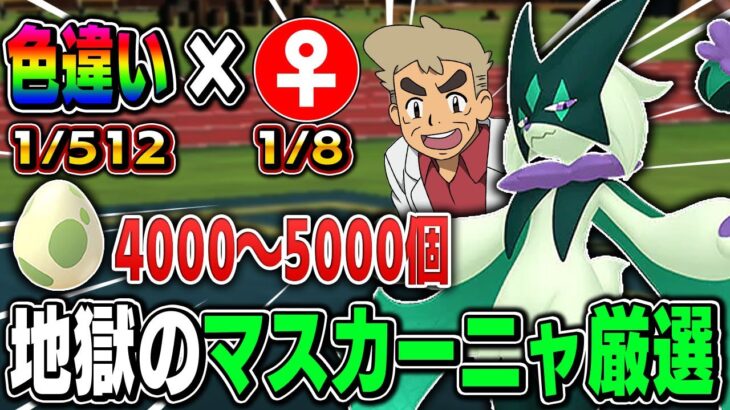 【ポケモンSV】激レアの色違い『マスカーニャ♀』をゲットしたいｗｗ国際孵化しまくるぞｗｗ4000~5000匹目まで【口の悪いオーキド博士】【柊みゅう】#ポケモン #ポケットモンスター