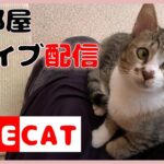 猫を見ながらゲームをする飼い主　猫部屋ライブ配信 cat live stream