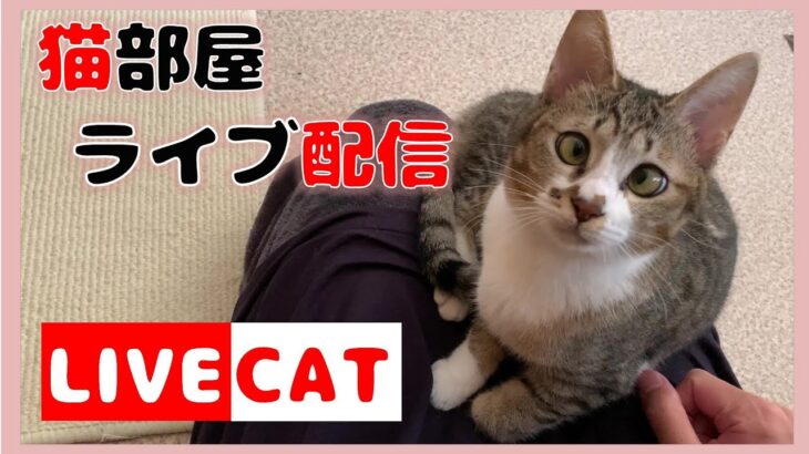 猫を見ながらゲームをする飼い主　猫部屋ライブ配信 cat live stream