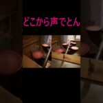 音量注意⁉#音割れ#女性配信#ゲーム配信#ライブ配信