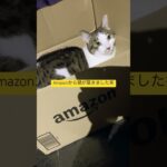 Amazon✖︎猫 #あるある #ネタ #ゲーム実況 #トイレ #ネタ実況#猫 コンビニあるある#amazon #shorts  #automobile