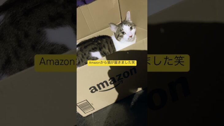 Amazon✖︎猫 #あるある #ネタ #ゲーム実況 #トイレ #ネタ実況#猫 コンビニあるある#amazon #shorts  #automobile