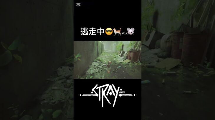 今回もなんとか逃げきれた…。#stray #ストレイ #ゲーム実況 #猫 #アクション #任天堂 #任天堂switch #shots #逃走中