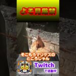 よそ見してしまうさんが【エルデンリング】 #ゲーム実況 #ゲーム #エルデンリング #フロムゲー #さんが #twitch