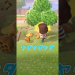 まぁそうなるよね！！ #あつ森 #ゲーム実況 #初心者 #animalcrossing #nintendo #shorts