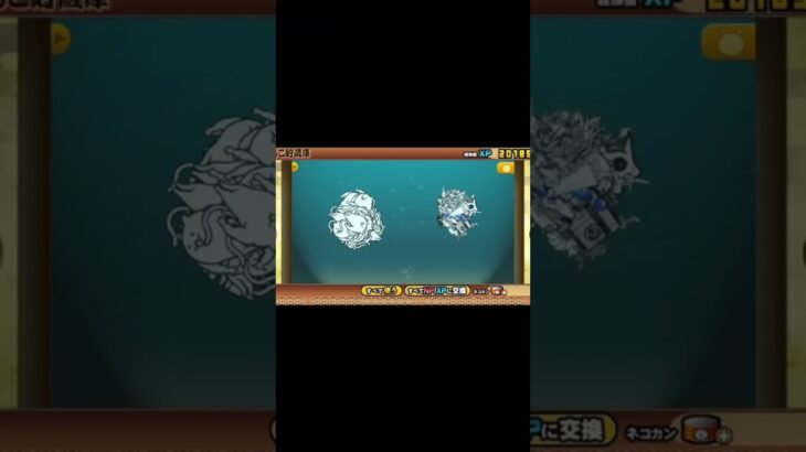 ネコ超人 #バンド #ライブ #にゃんこ大戦争 #にゃんこ大戦争 #ネコムート #にゃんこ #ゲーム